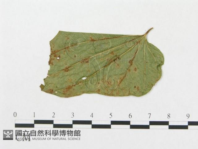 登錄號:F0019291藏品圖，第1張