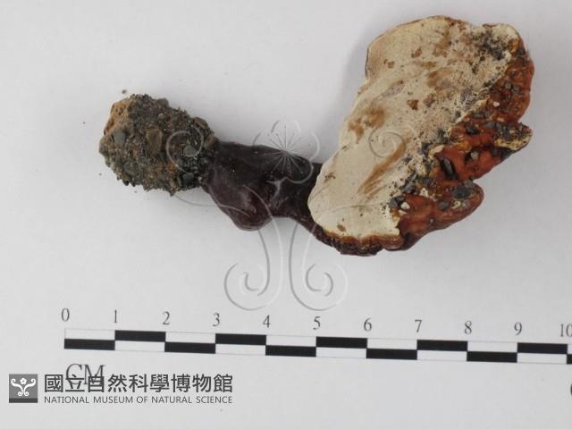 登錄號:F0023291藏品圖，第3張