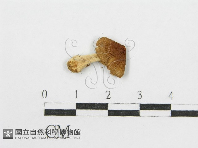 輻毛鬼傘藏品圖，第3張