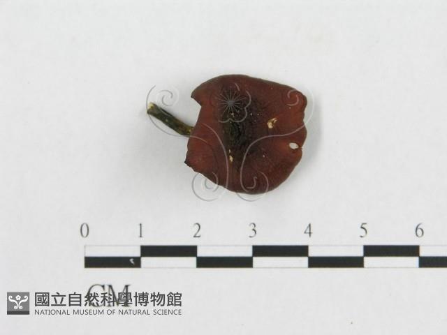 多孔菌屬藏品圖，第3張