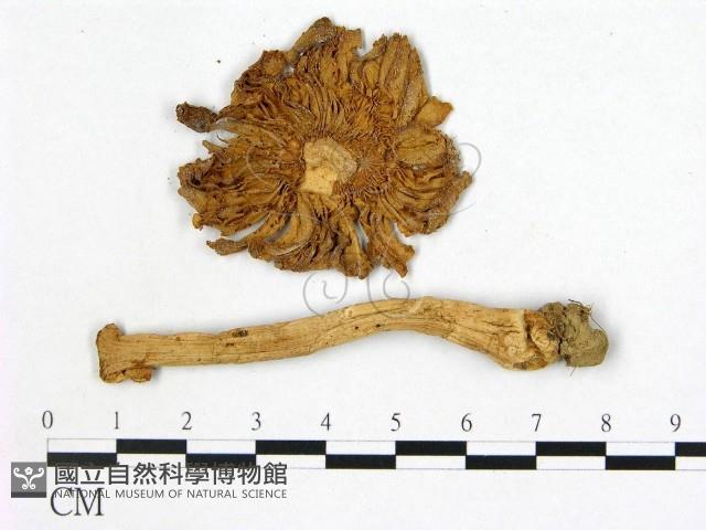 登錄號:F0010891藏品圖，第3張