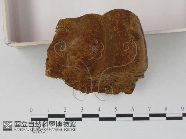 木層孔菌屬藏品圖，第3張