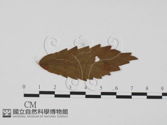 登錄號:F0011891藏品圖，第3張