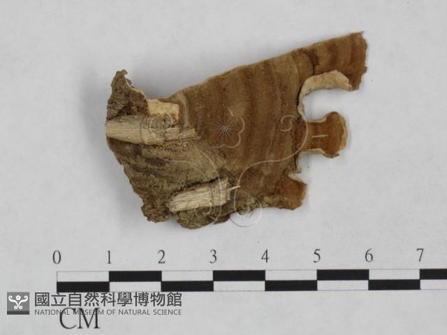 韌革菌屬藏品圖，第3張