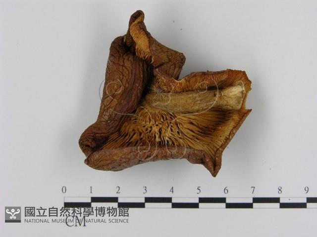 登錄號:F0004891藏品圖，第3張