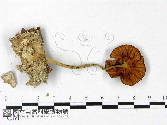 登錄號:F0022891藏品圖，第3張