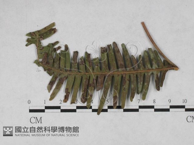 登錄號:F0027891藏品圖，第1張