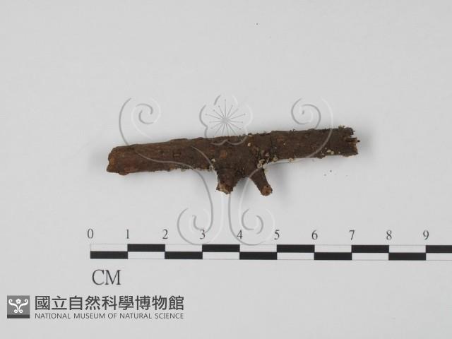 登錄號:F0013891藏品圖，第3張