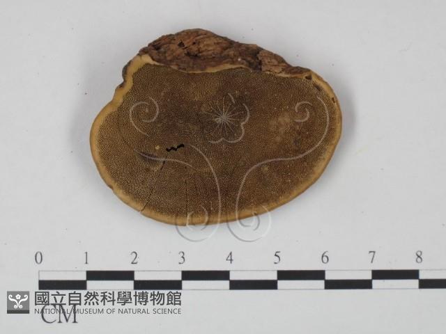 登錄號:F0008991藏品圖，第3張