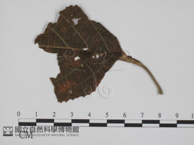 登錄號:F0018991藏品圖，第3張