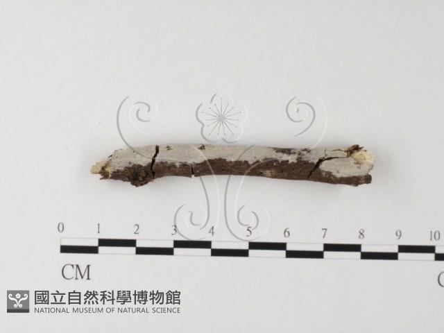 登錄號:F0020991藏品圖，第3張