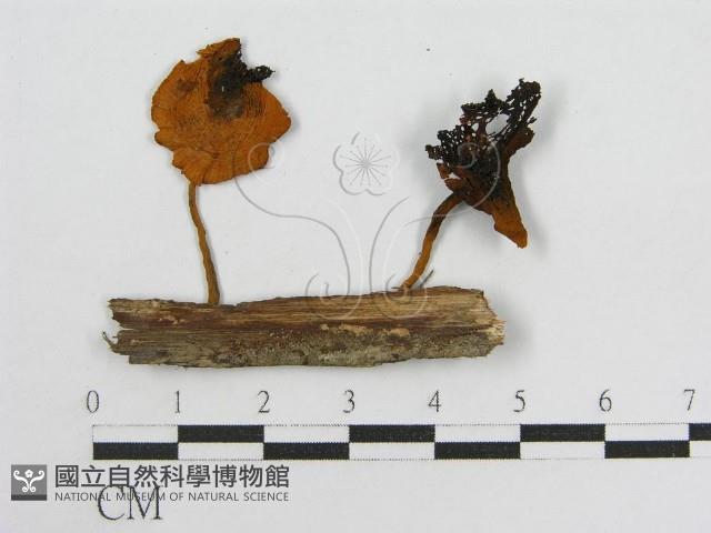 登錄號:F0010991藏品圖，第3張