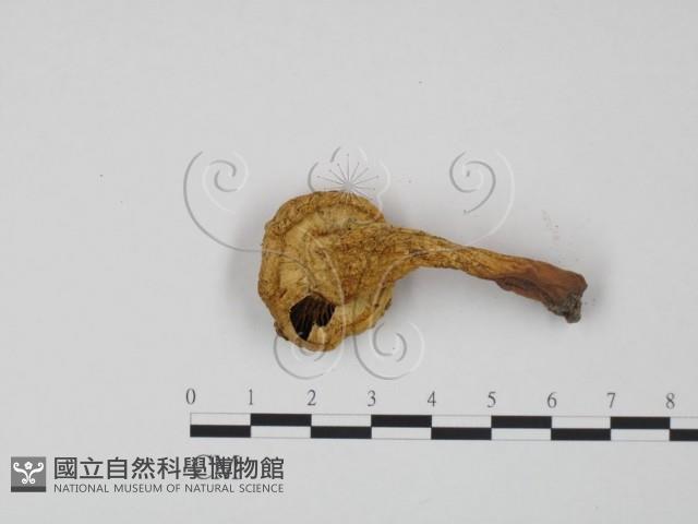 登錄號:F0021991藏品圖，第3張