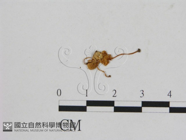 小菇屬藏品圖，第3張