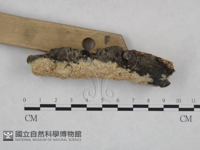 登錄號:F0024991藏品圖，第1張