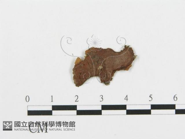 登錄號:F0004991藏品圖，第3張