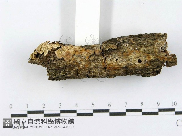 射脈菌屬藏品圖，第3張