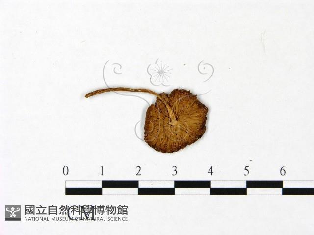 登錄號:F0022991藏品圖，第3張