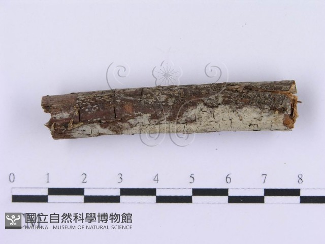 登錄號:F0002991藏品圖，第3張