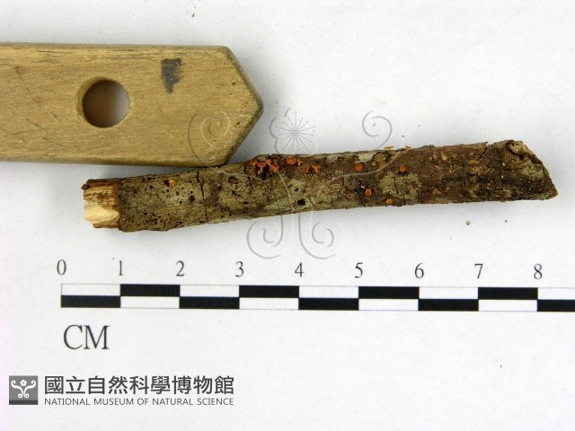 登錄號:F0007991藏品圖，第3張