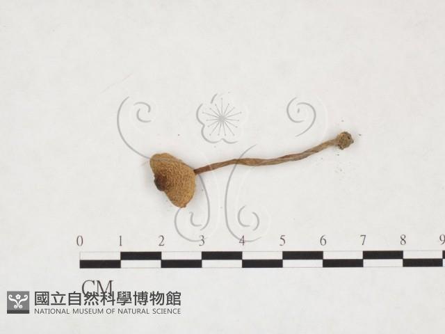 登錄號:F0025991藏品圖，第3張