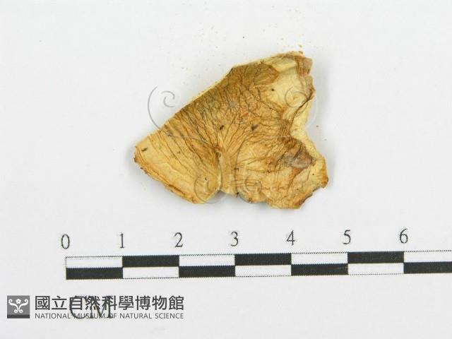 登錄號:F0005991藏品圖，第3張