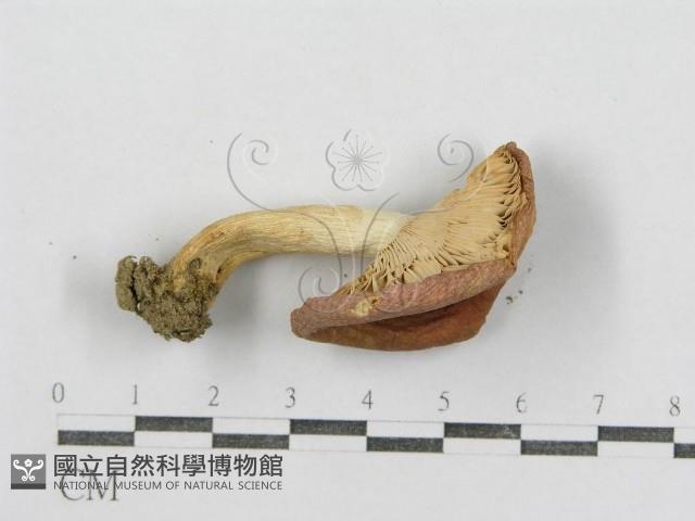 紅菇屬藏品圖，第3張