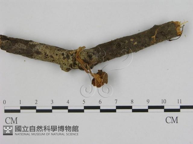 登錄號:F0009991藏品圖，第3張