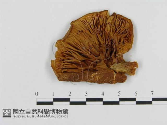 Accession Number:F0013991 Collection Image, Figure 3, Total 3 Figures