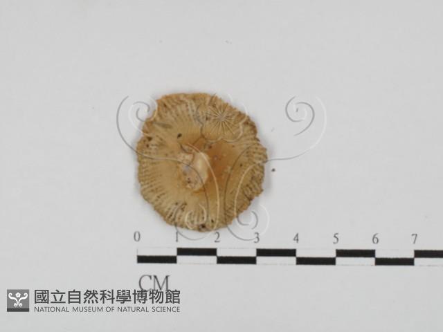 登錄號:F0028691藏品圖，第3張