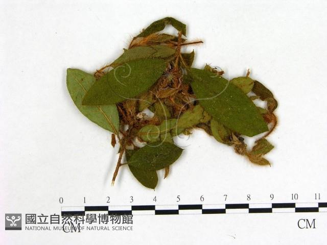 登錄號:F0020691藏品圖，第3張