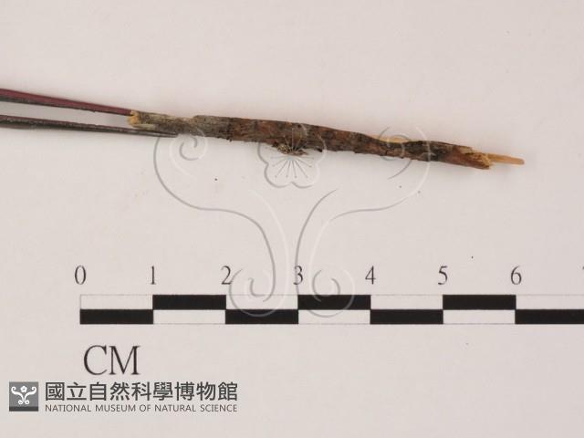 登錄號:F0011691藏品圖，第3張
