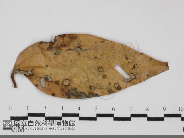 登錄號:F0031691藏品圖，第3張