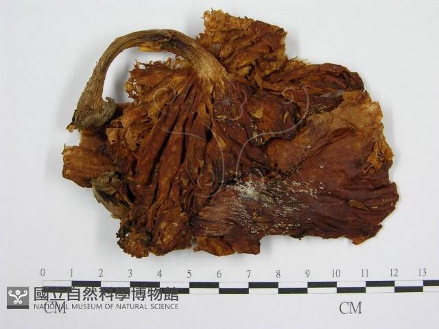 登錄號:F0002691藏品圖，第3張