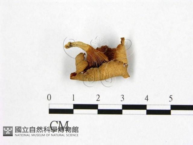登錄號:F0012691藏品圖，第3張