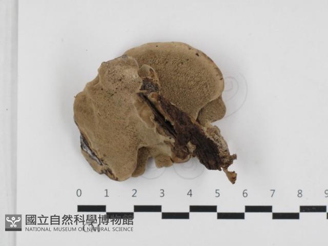 登錄號:F0032691藏品圖，第3張