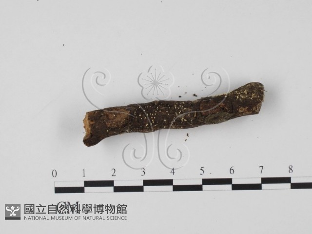 登錄號:F0005691藏品圖，第3張