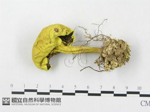 登錄號:F0009691藏品圖，第3張