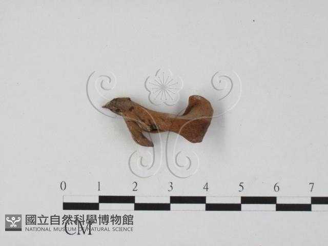 登錄號:F0019691藏品圖，第3張