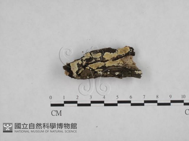 登錄號:F0013691藏品圖，第3張