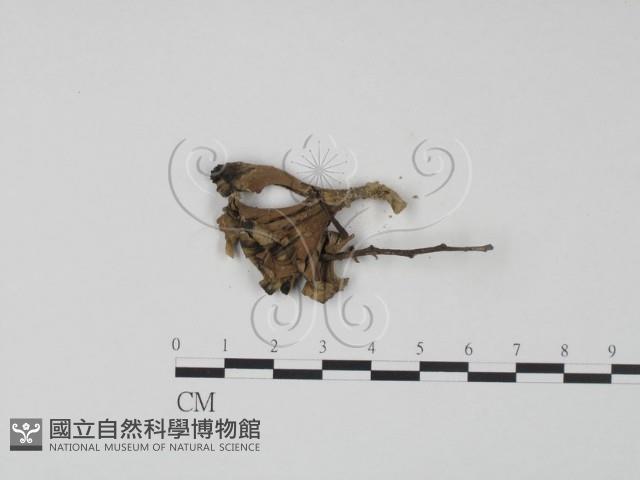 棕色革菌藏品圖，第3張