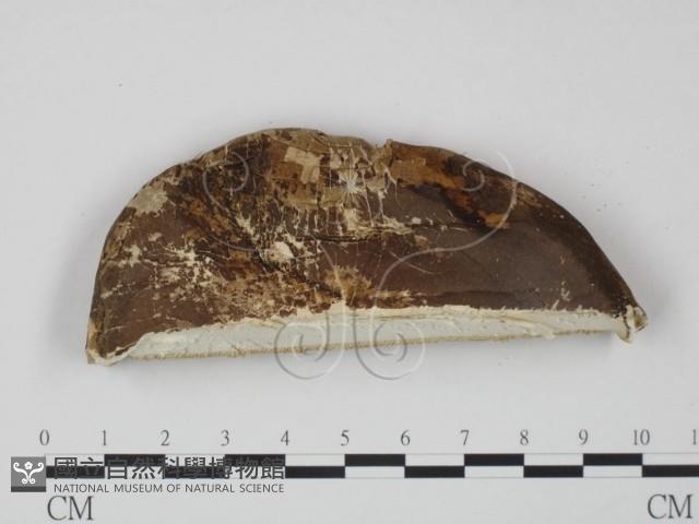 登錄號:F0016491藏品圖，第1張