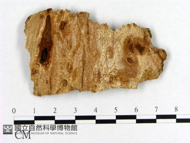登錄號:F0011491藏品圖，第3張