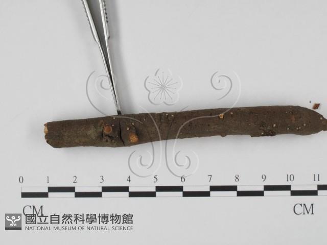 登錄號:F0022491藏品圖，第3張