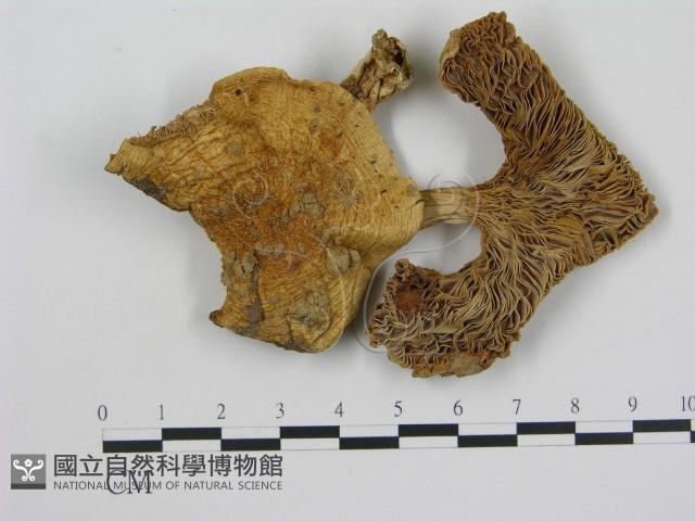 登錄號:F0012491藏品圖，第3張