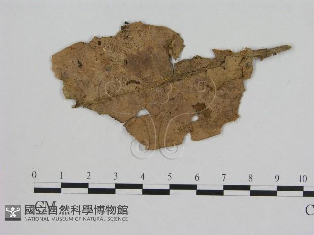 小菇屬藏品圖，第3張