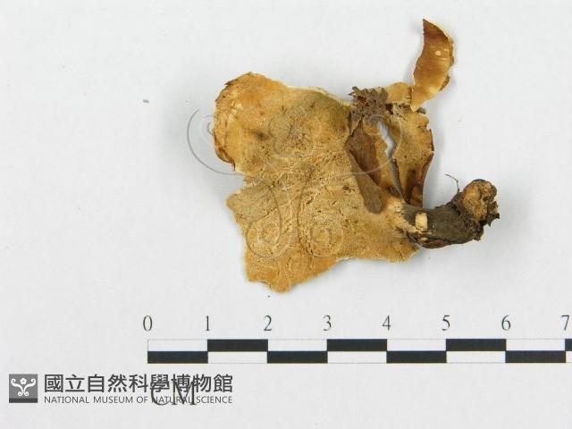 登錄號:F0017491藏品圖，第1張