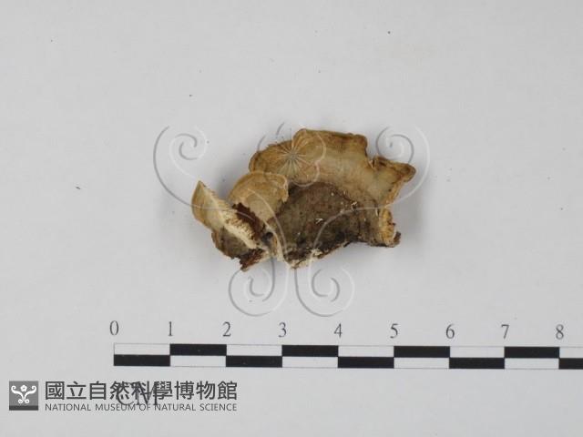 栓菌屬藏品圖，第3張