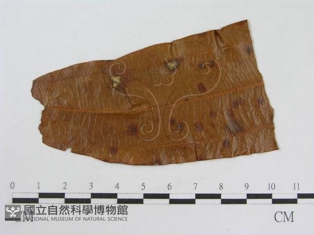 登錄號:F0019491藏品圖，第3張