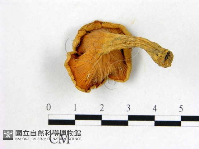 登錄號:F0003491藏品圖，第3張